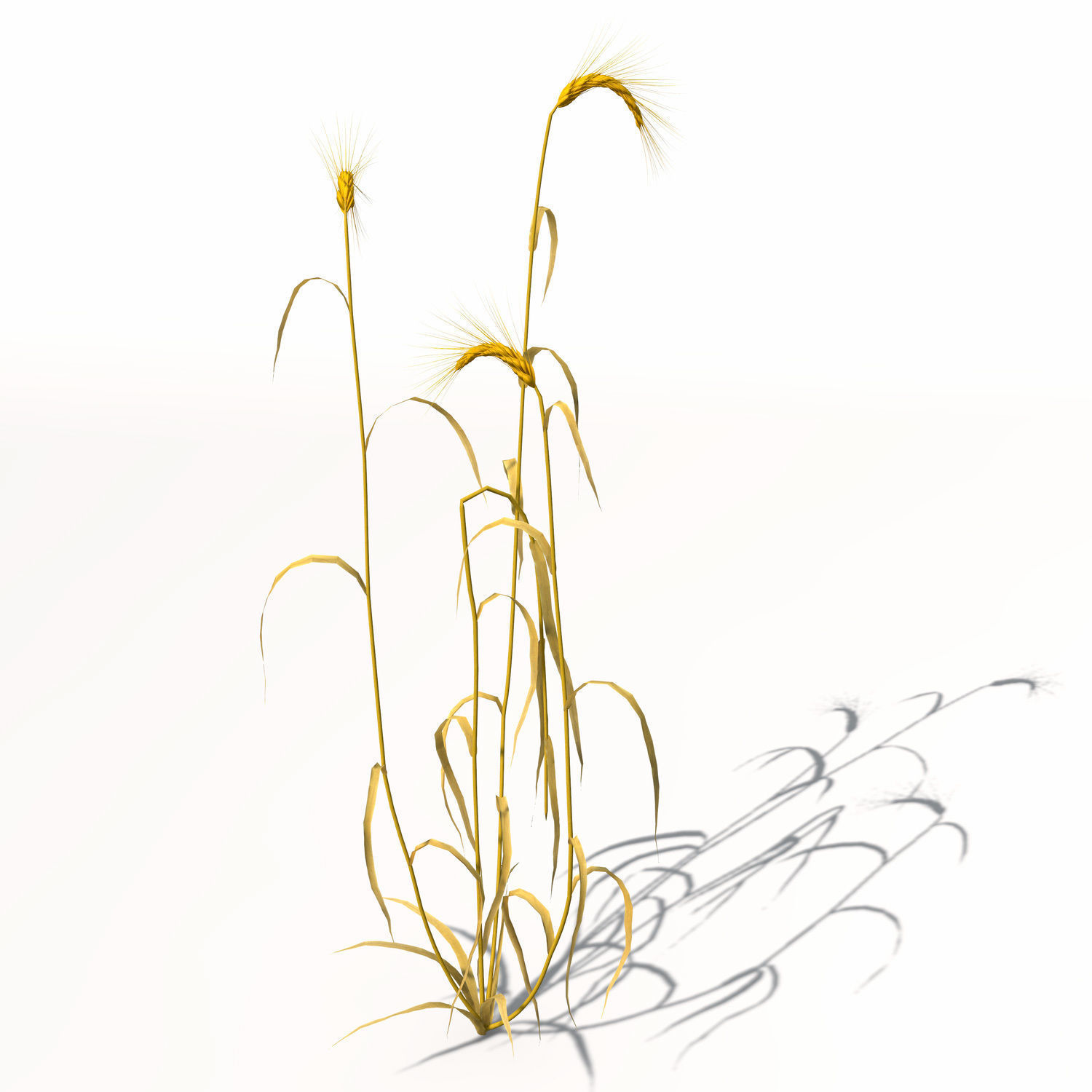 XfrogPlants Barley 3D model_5