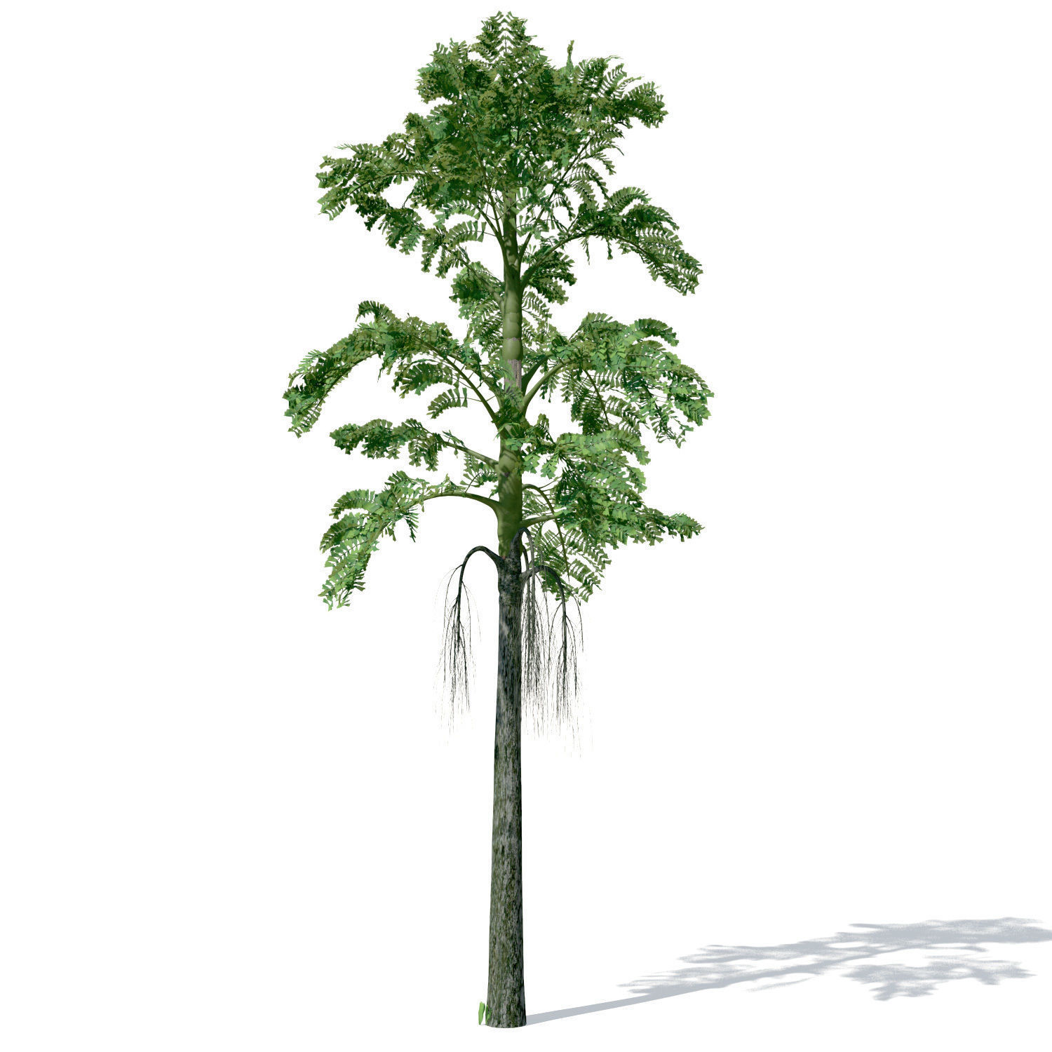XfrogPlants Jaggery Palm 3D model_8