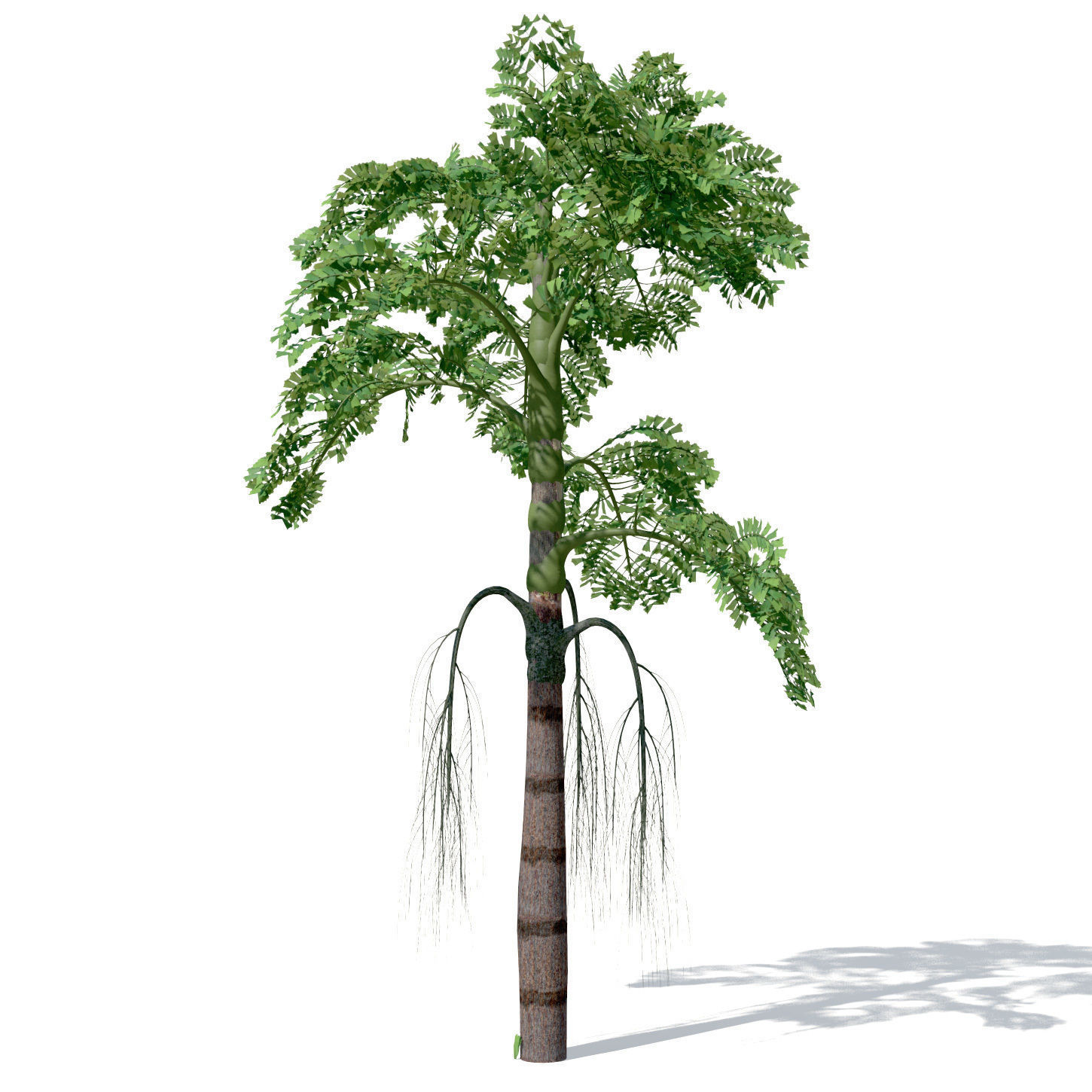 XfrogPlants Jaggery Palm 3D model_4