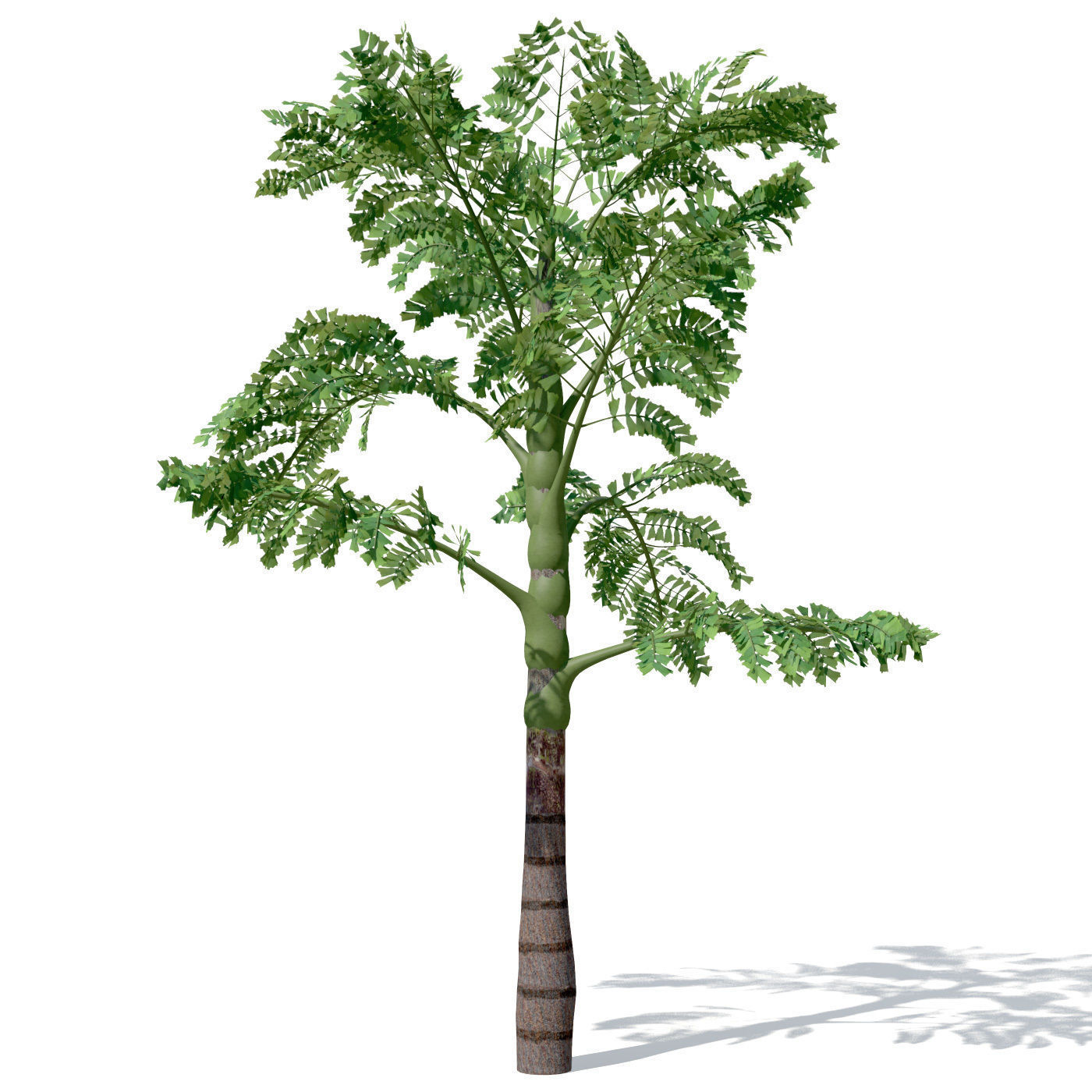 XfrogPlants Jaggery Palm 3D model_5