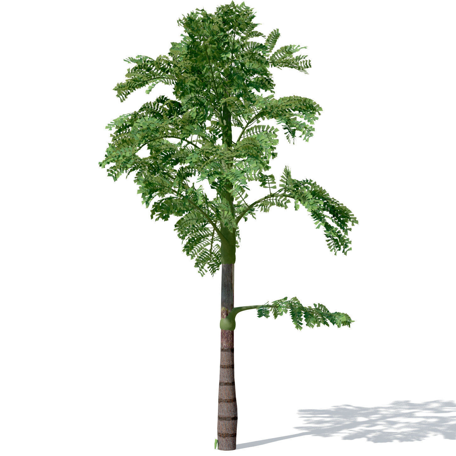 XfrogPlants Jaggery Palm 3D model_3