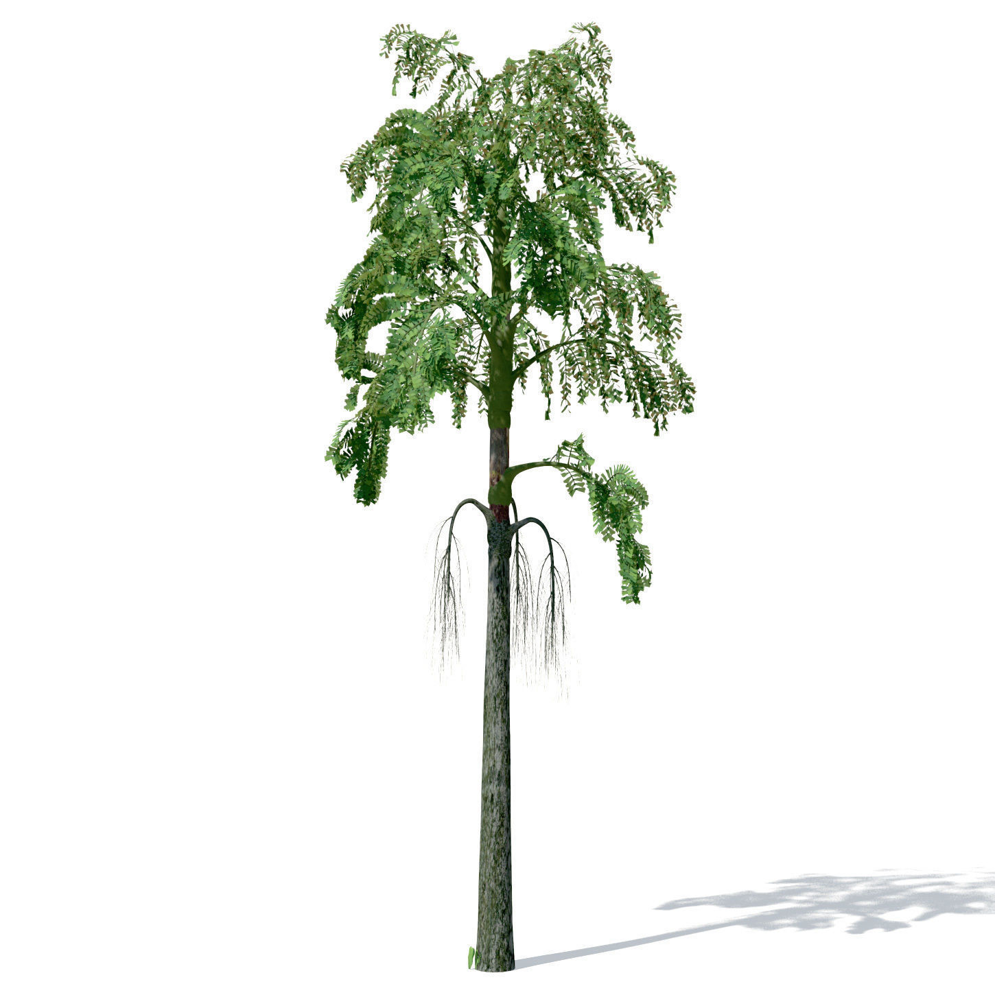 XfrogPlants Jaggery Palm 3D model_7