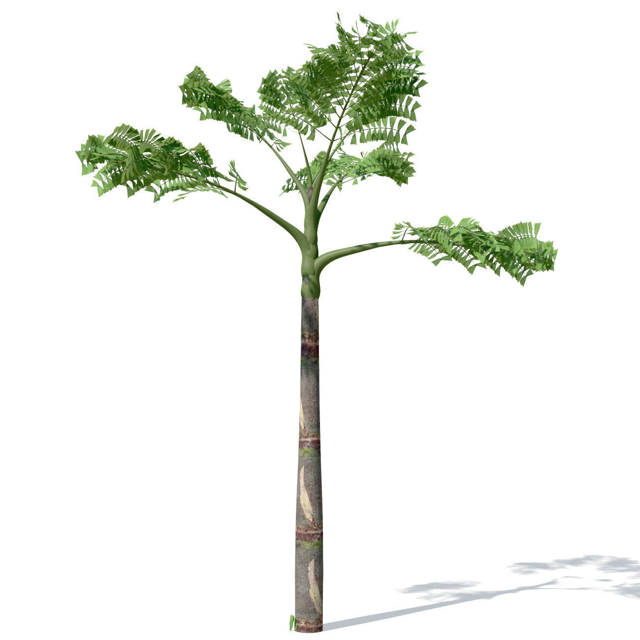 XfrogPlants Jaggery Palm 3D model_2