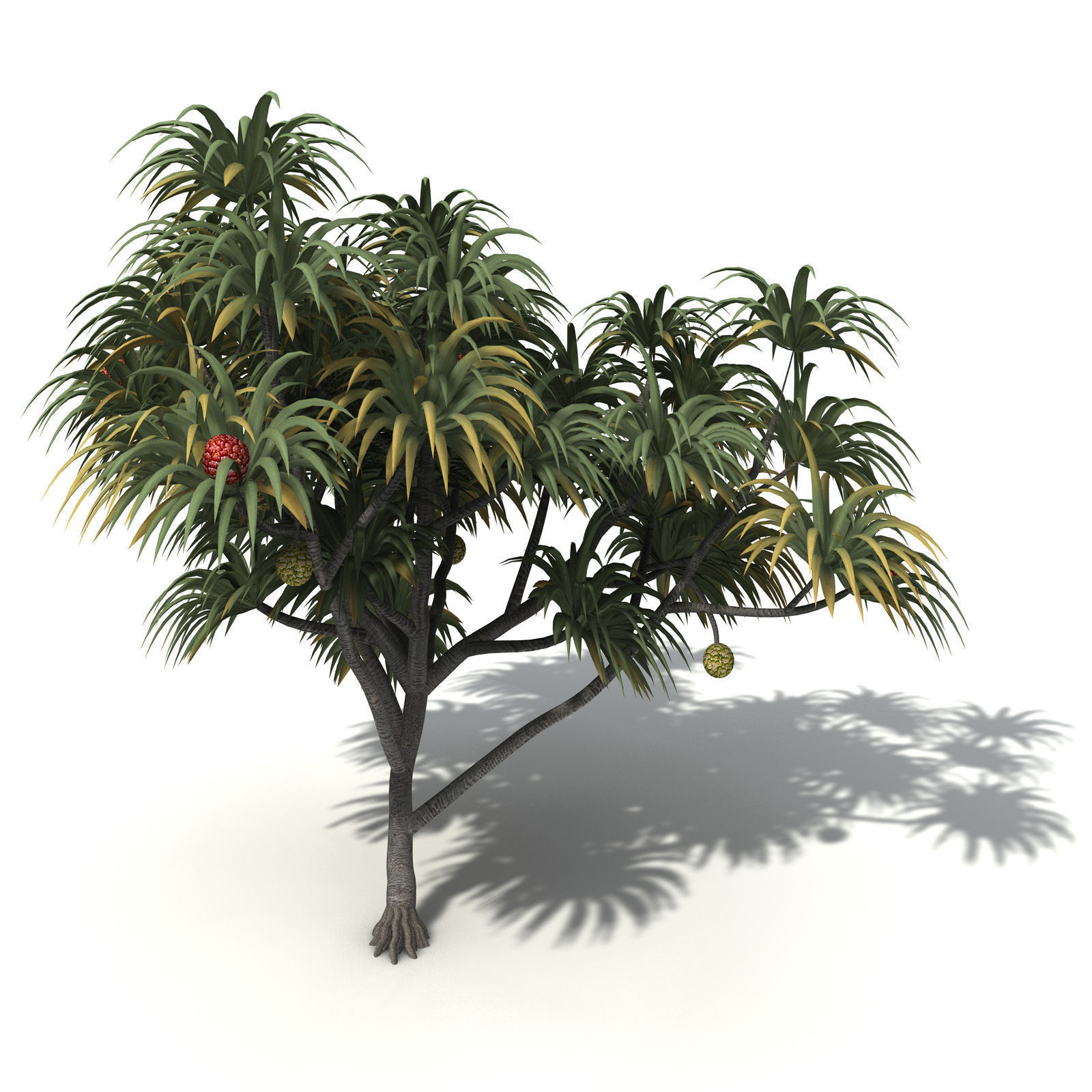 XfrogPlants Coastal Screw Pine 3D model_5