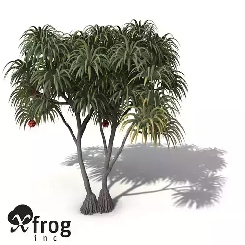 XfrogPlants Coastal Screw Pine 3D model