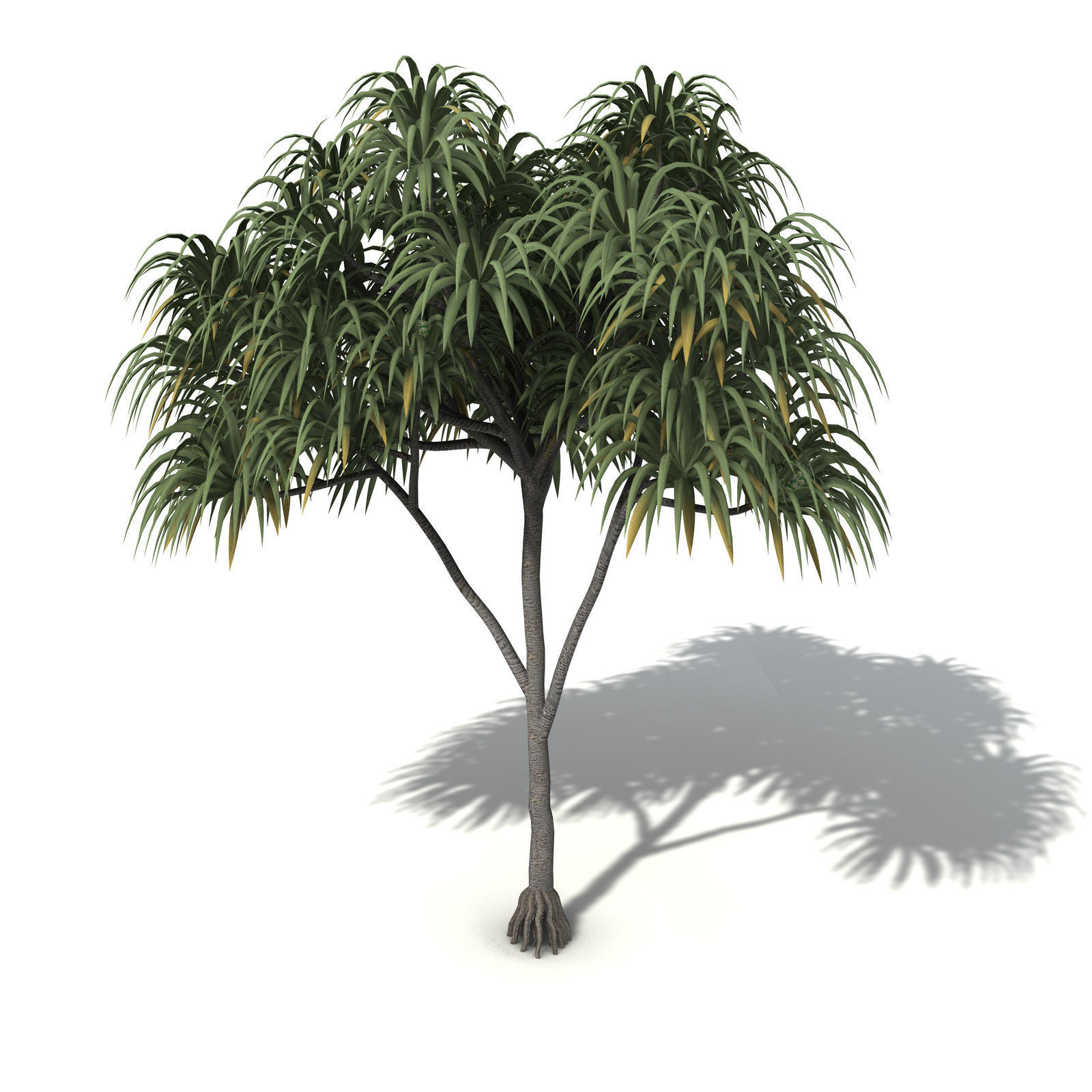 XfrogPlants Coastal Screw Pine 3D model_8