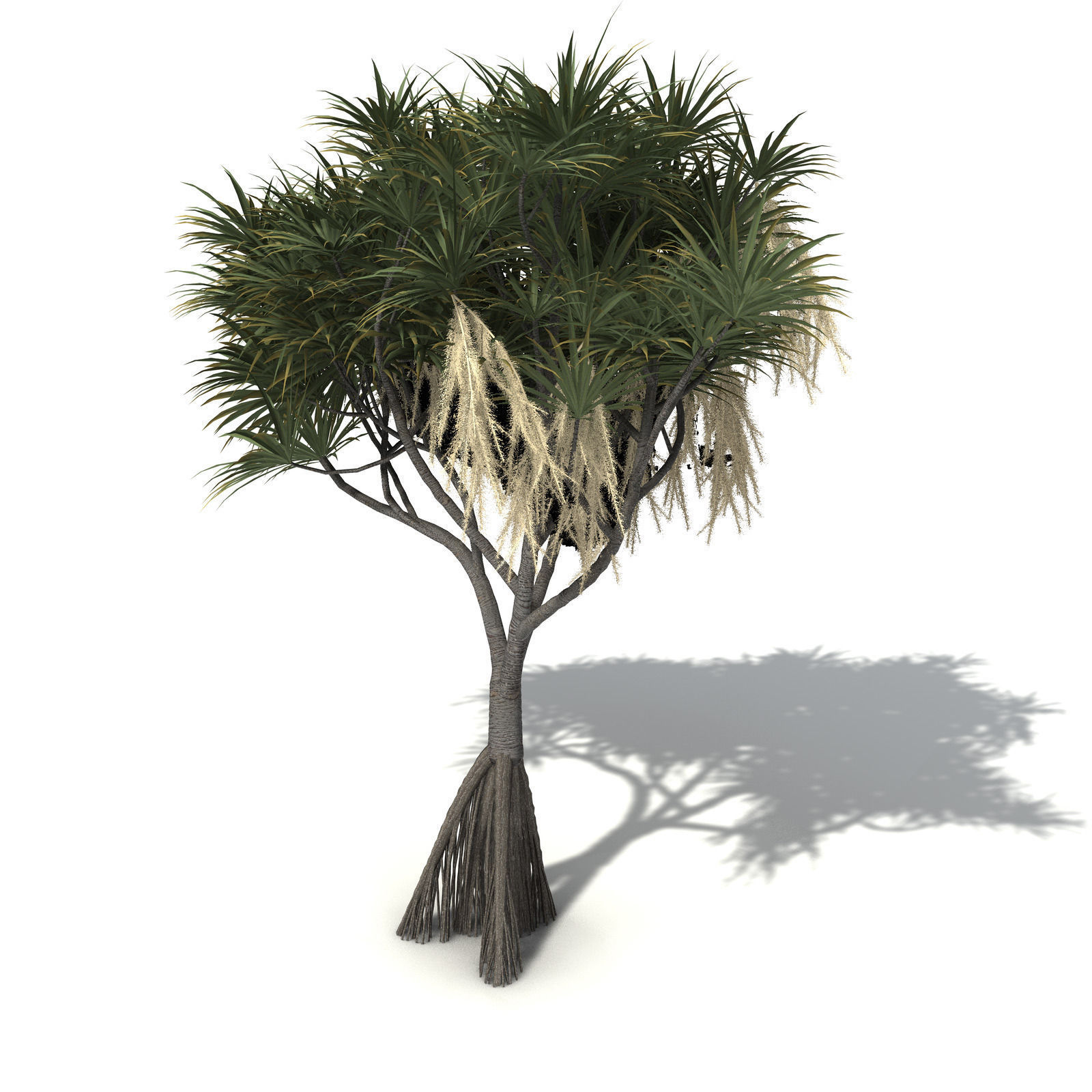 XfrogPlants Coastal Screw Pine 3D model_1