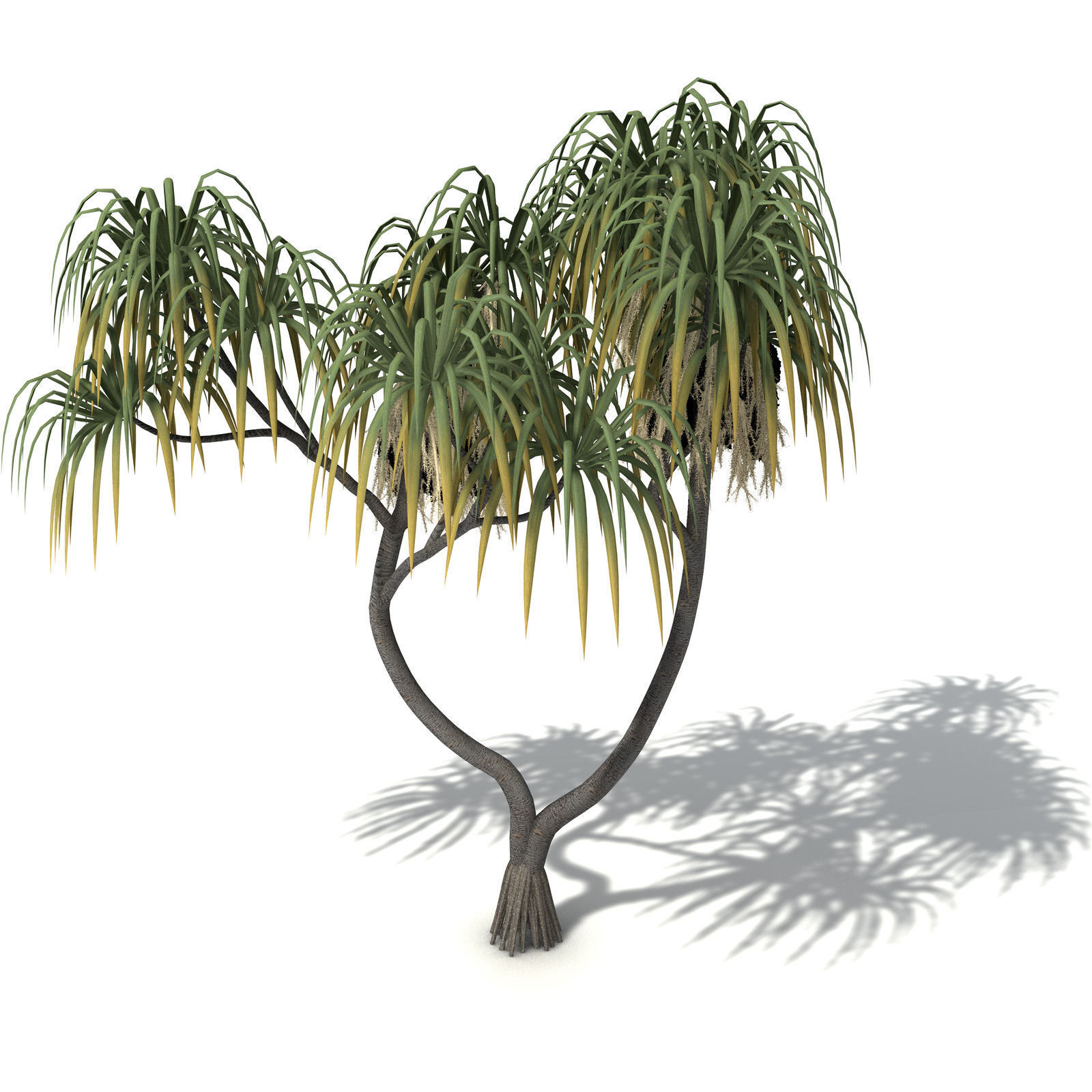 XfrogPlants Coastal Screw Pine 3D model_4