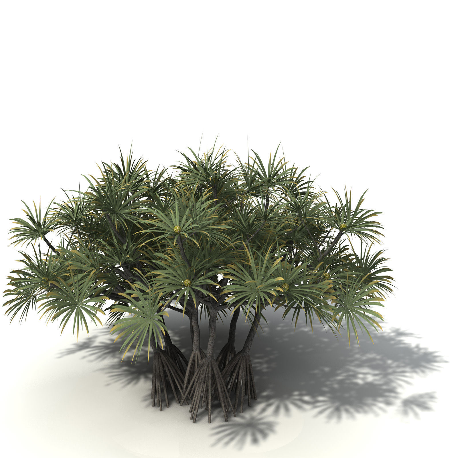 XfrogPlants Coastal Screw Pine 3D model_7