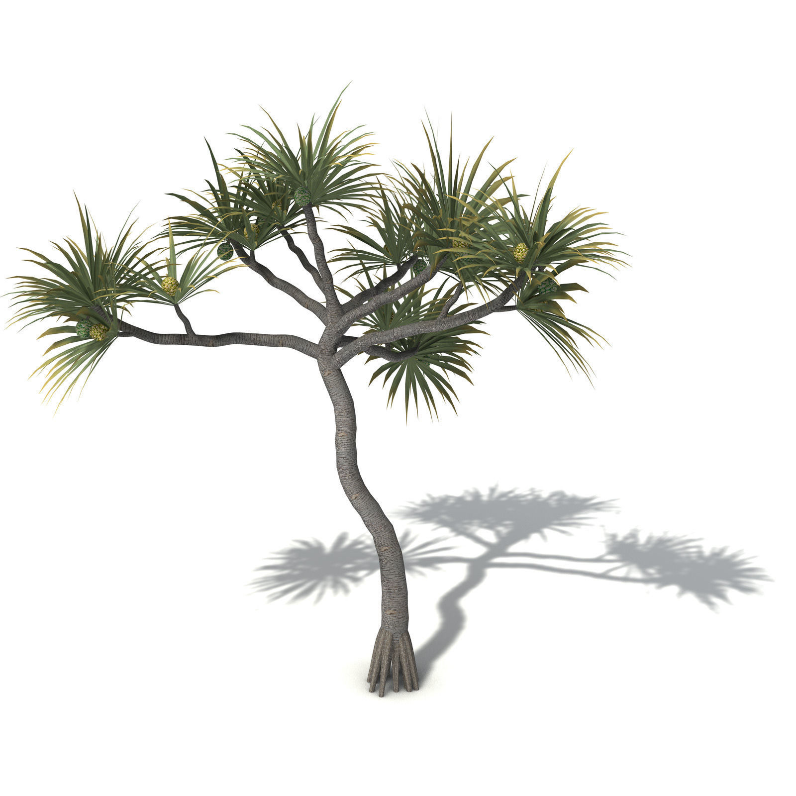 XfrogPlants Coastal Screw Pine 3D model_6