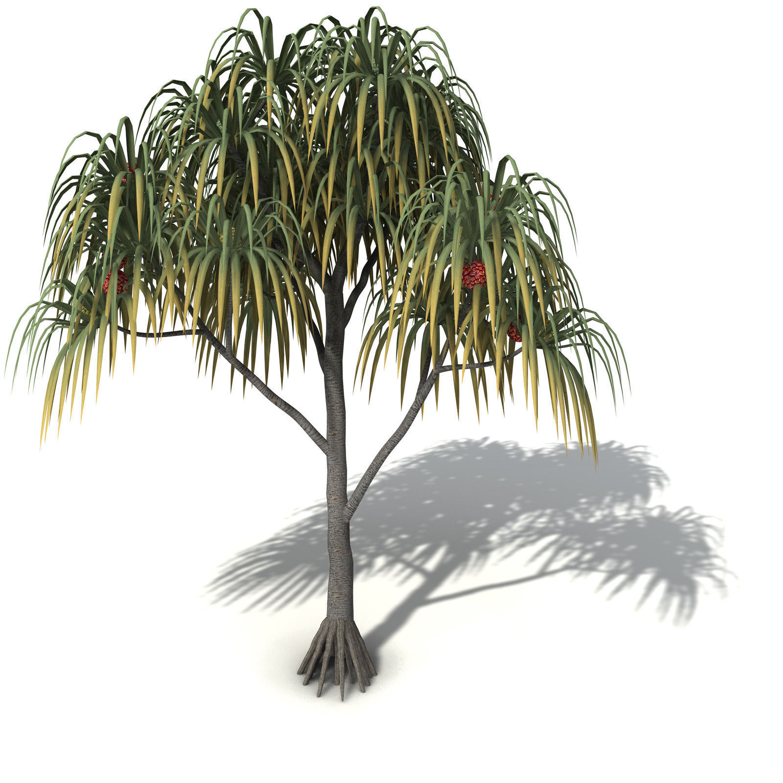 XfrogPlants Coastal Screw Pine 3D model_3