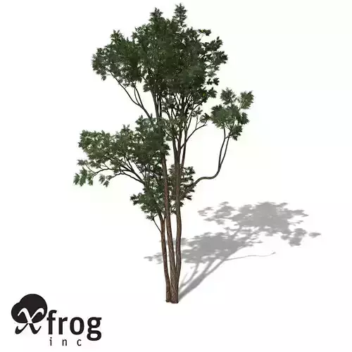 XfrogPlants Brigalow 3D model
