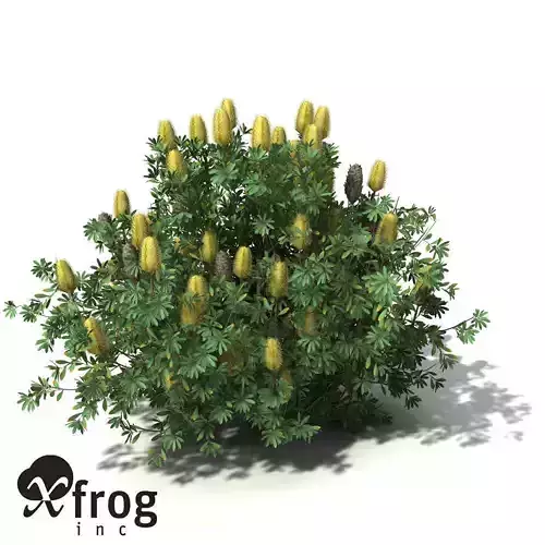 XfrogPlants Coast Banksia