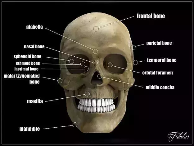 Human skull std mat 3D model