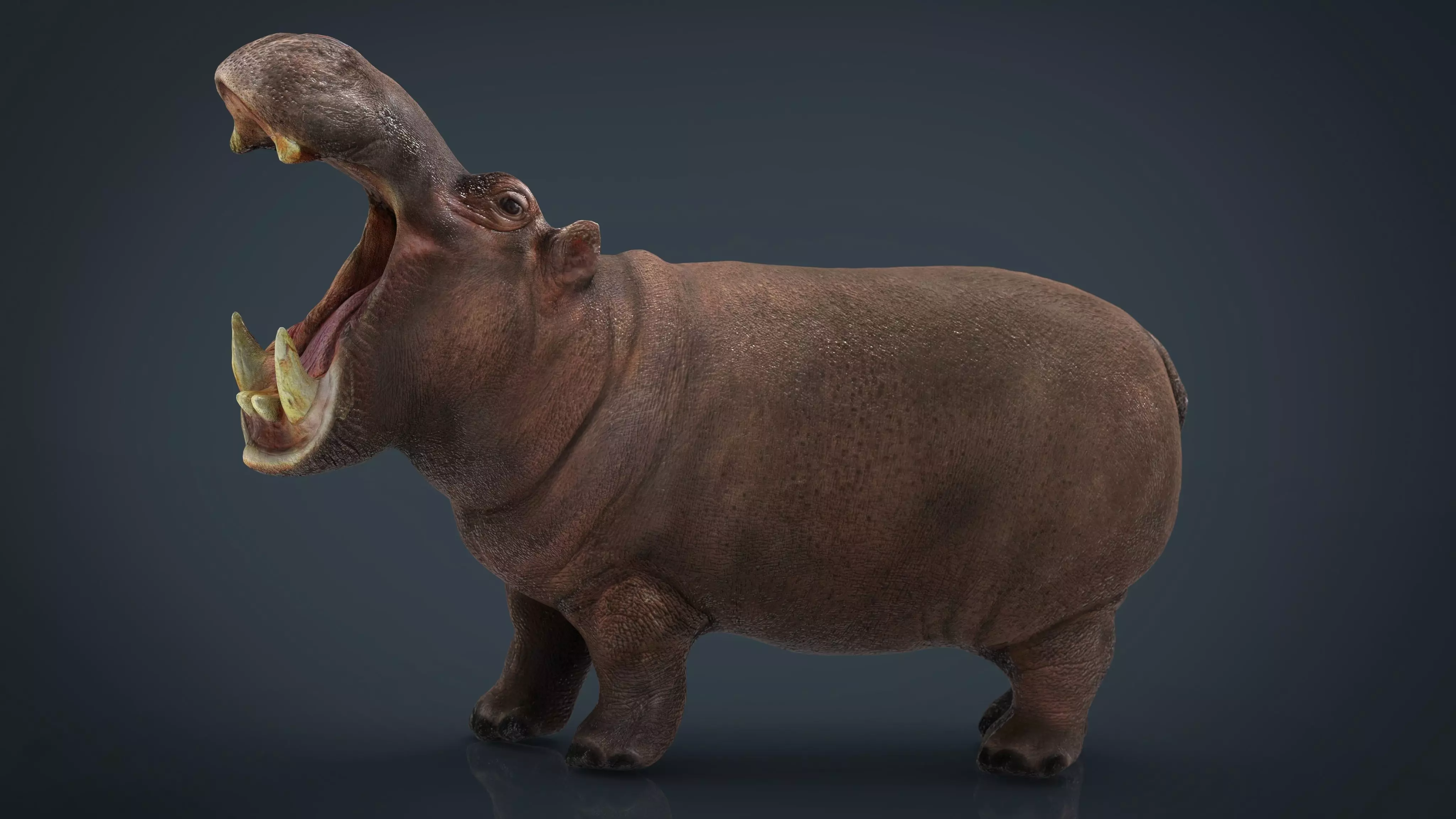 African Hippopotamus Low-poly 3D model_0