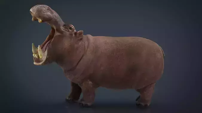 African Hippopotamus Low-poly 3D model