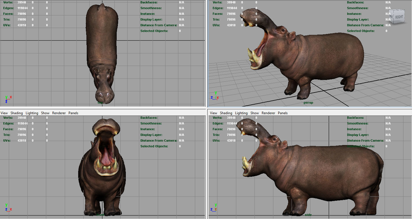 African Hippopotamus Low-poly 3D model_5