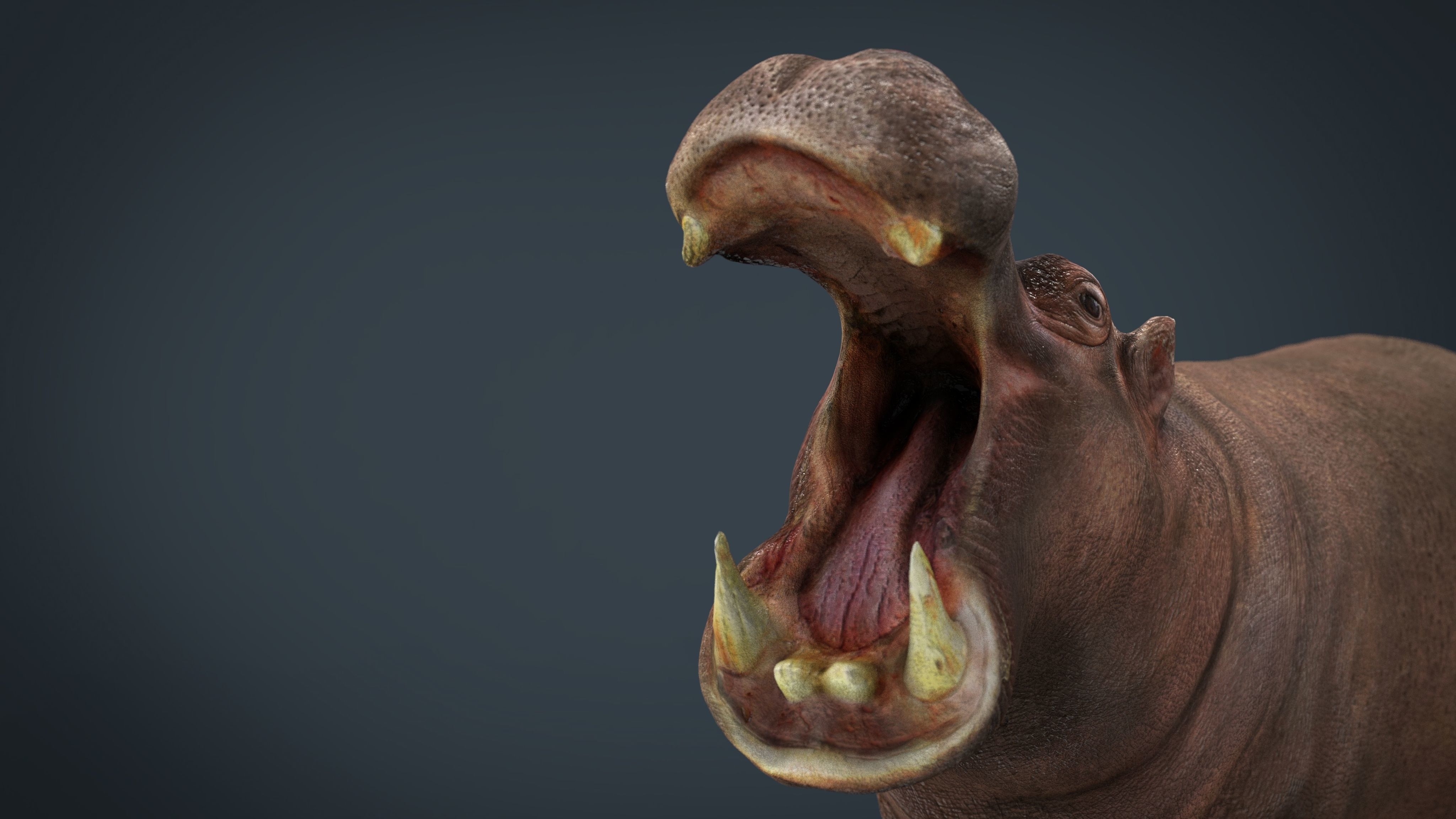 African Hippopotamus Low-poly 3D model_12