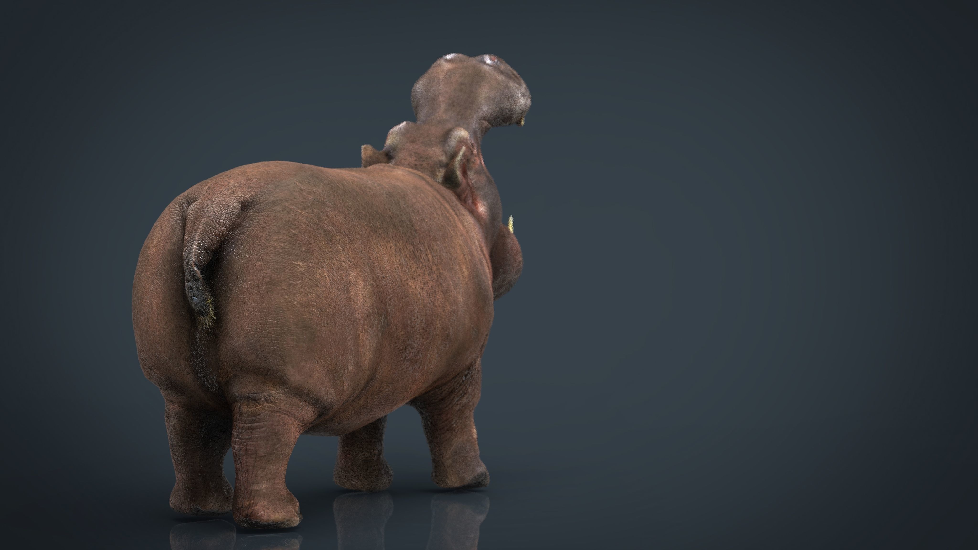 African Hippopotamus Low-poly 3D model_11