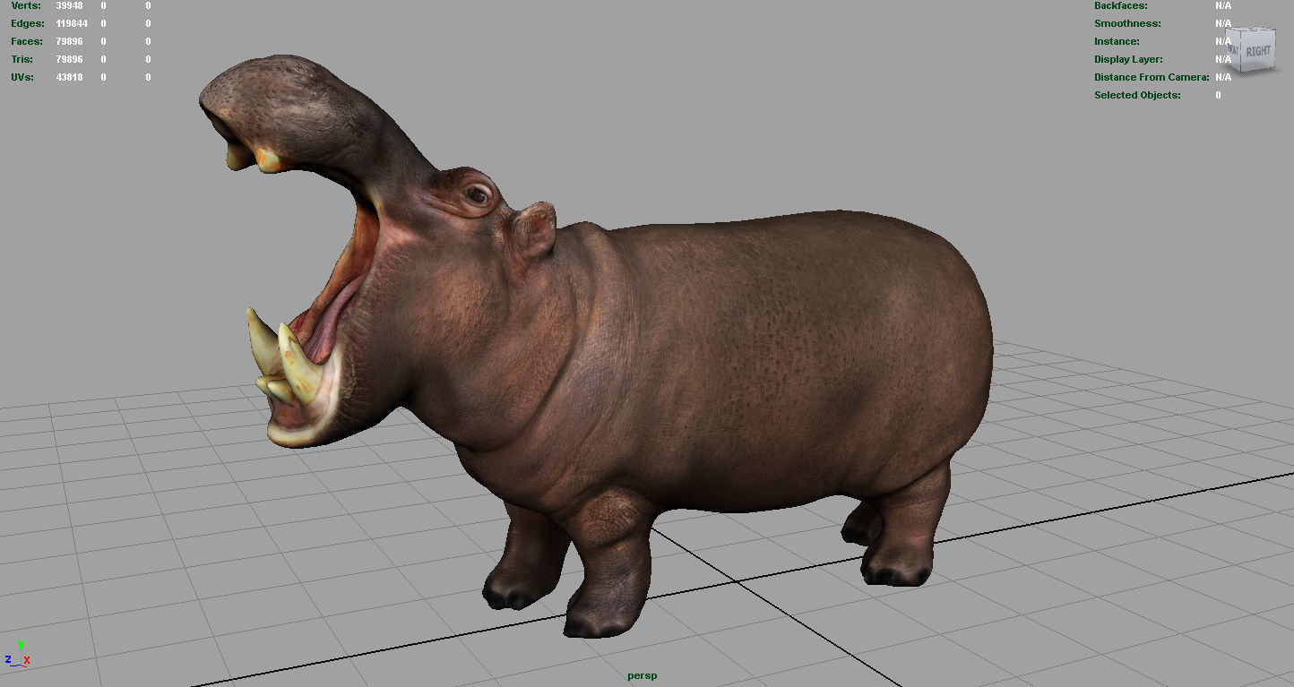 African Hippopotamus Low-poly 3D model_2