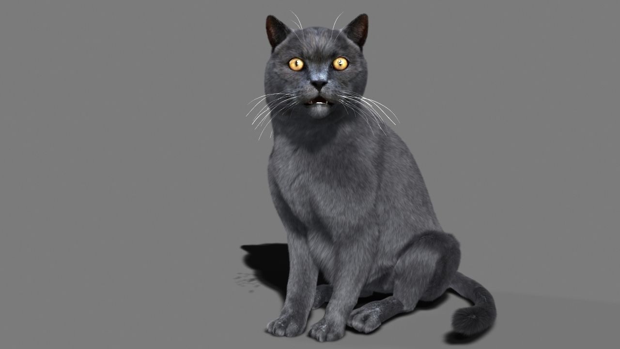 Cat British 3D model_8