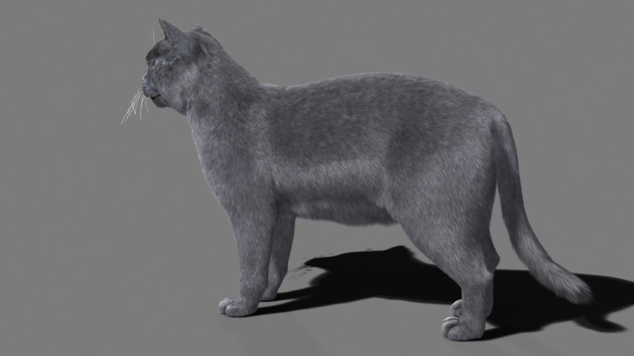 Cat British 3D model_4