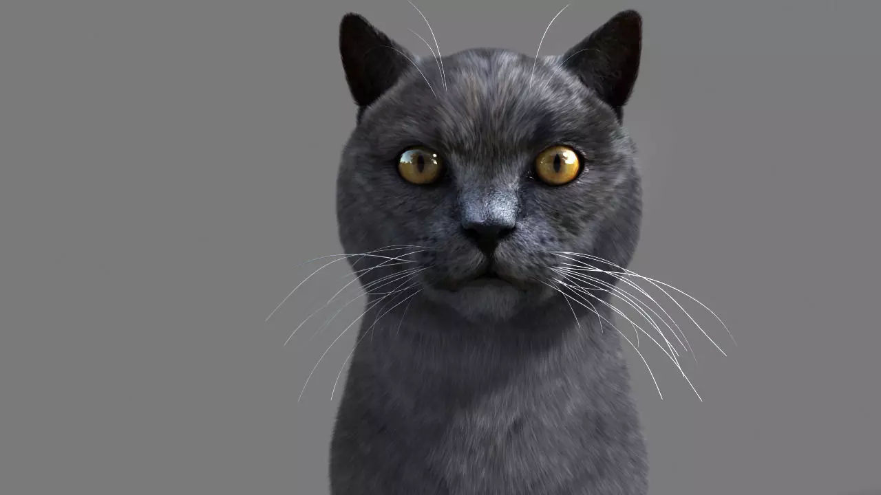 Cat British 3D model_0