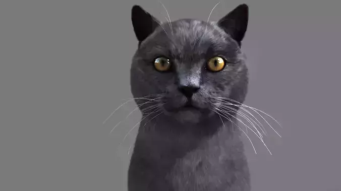 Cat British 3D model