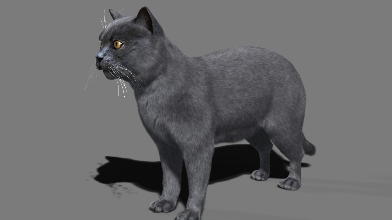 Cat British 3D model_3