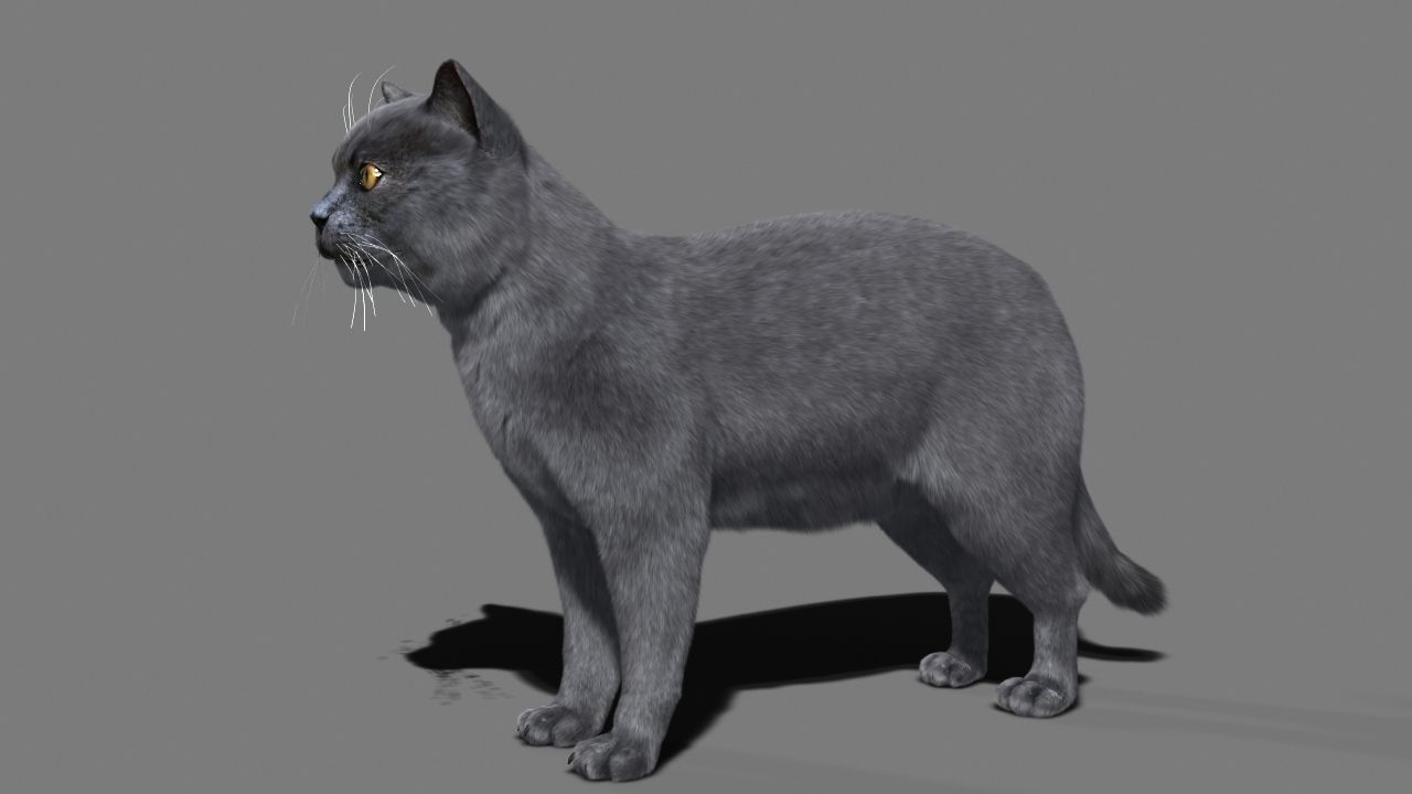 Cat British 3D model_2