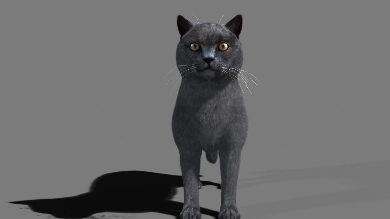 Cat British 3D model_1