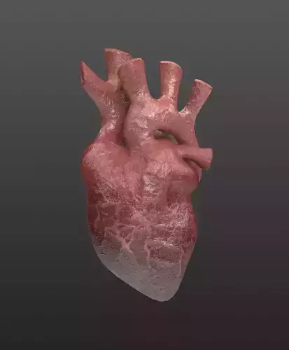Heart Organ Realistic Game Ready
