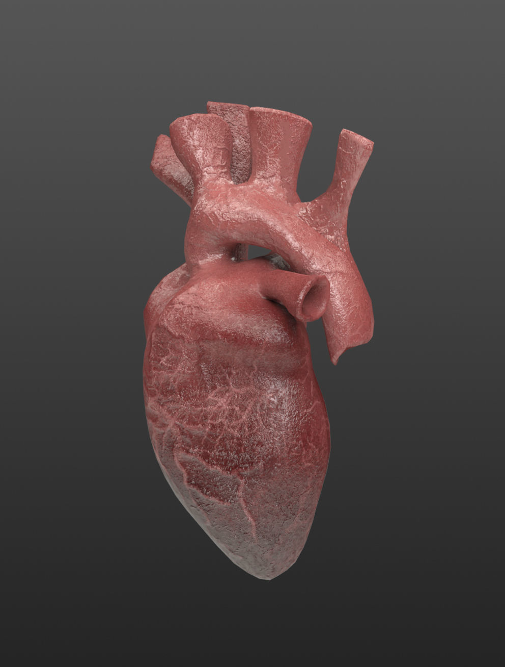 Heart Organ Realistic Game Ready 3D model_1