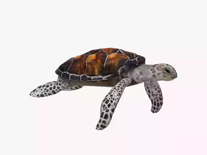 Sea Turtle Low-poly 3D model