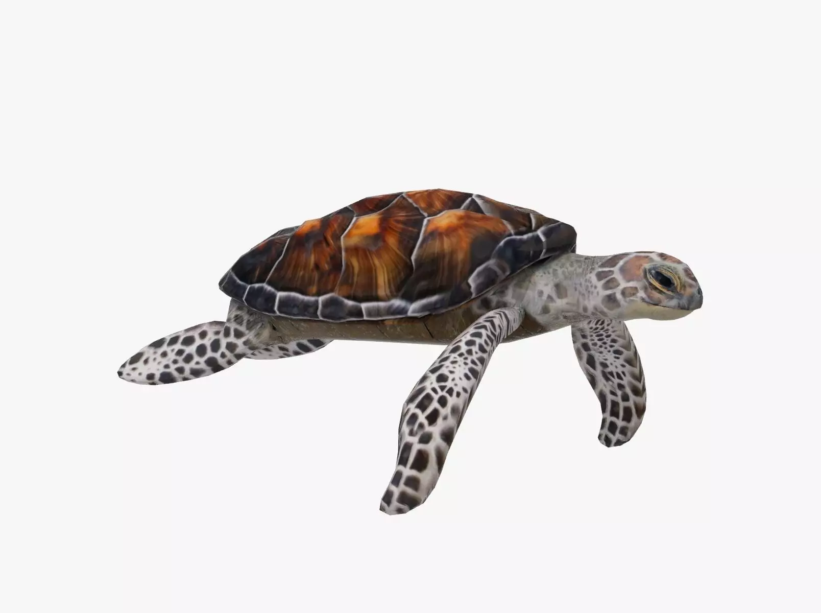 Sea Turtle Low-poly 3D model_0