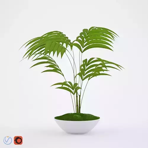 Howea palm tree in bowl