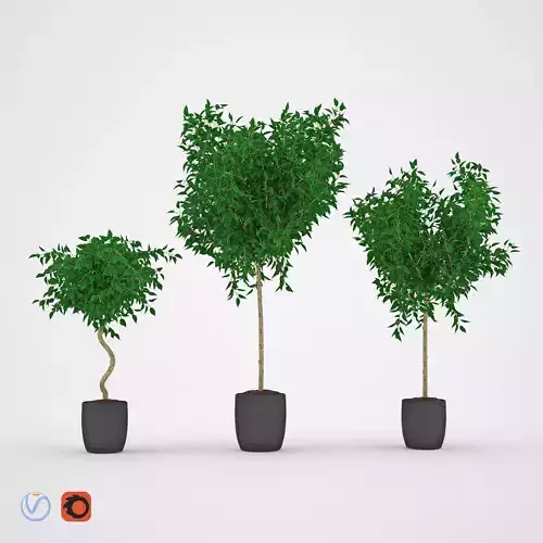 Ficus Benjamina 1  3D model