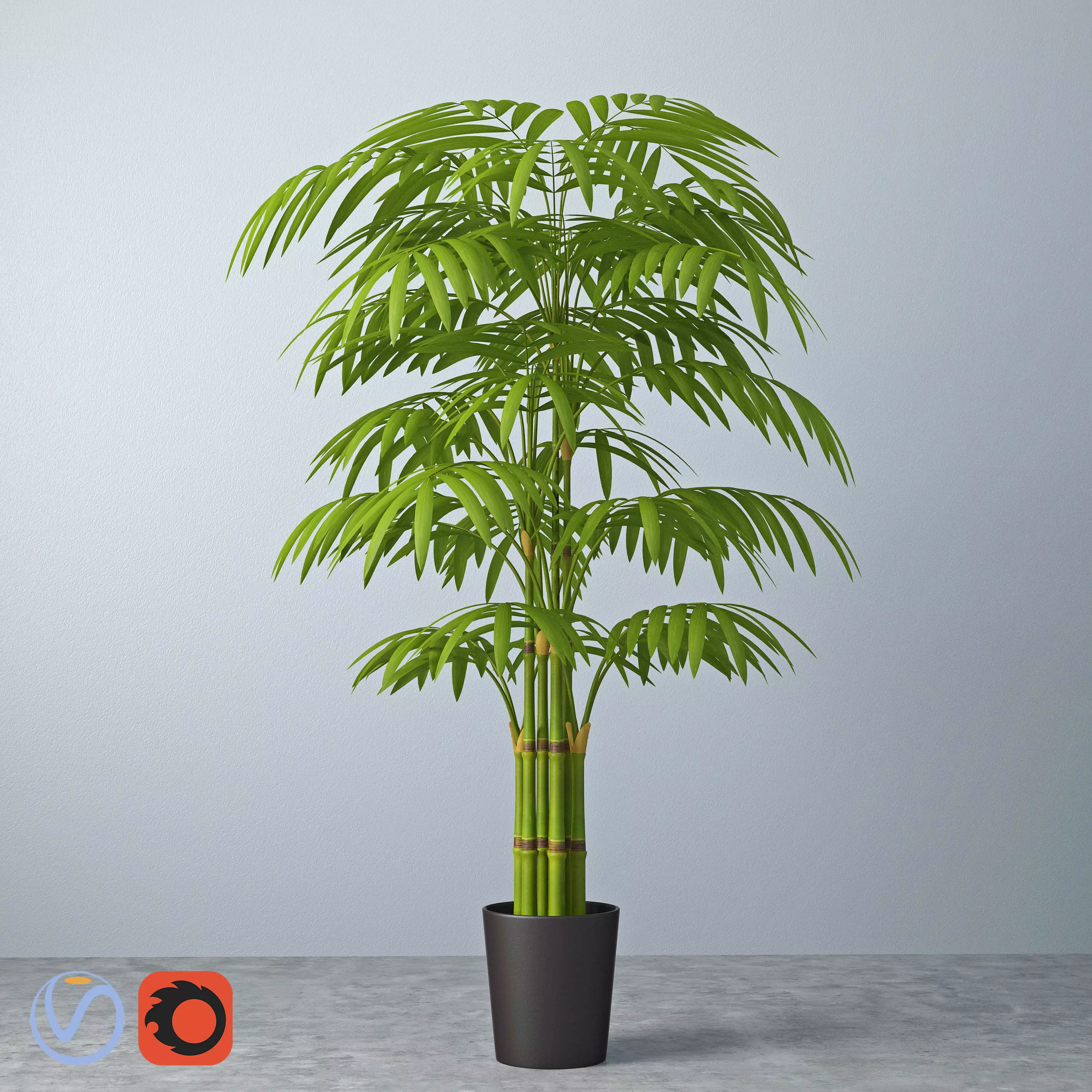 Howea 2 palm tree in pot 3D model