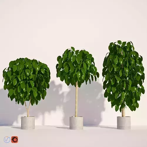 Coffea three plants in pots