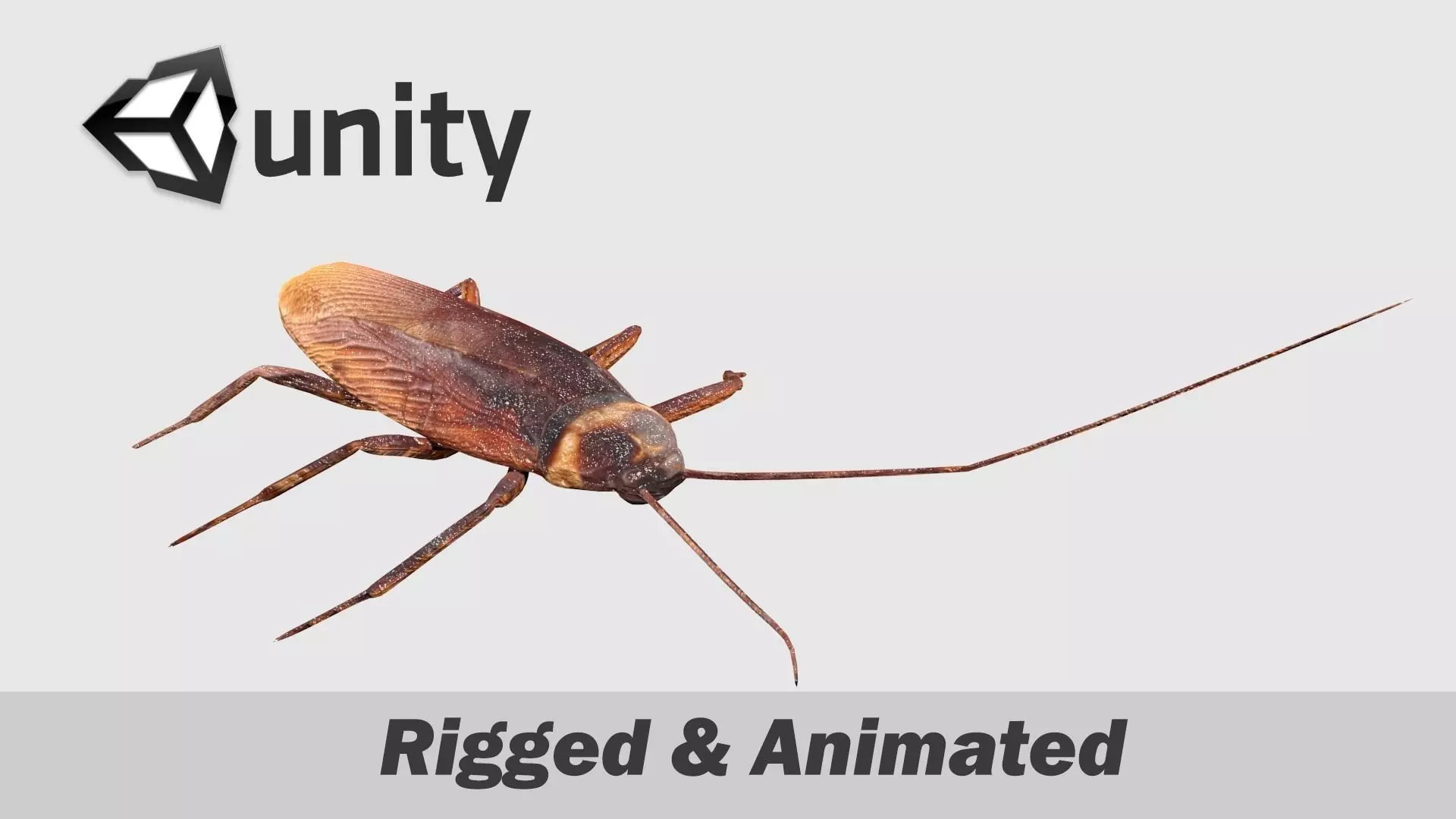 Cockroaches Animated Rigged Low-poly 3D model_0