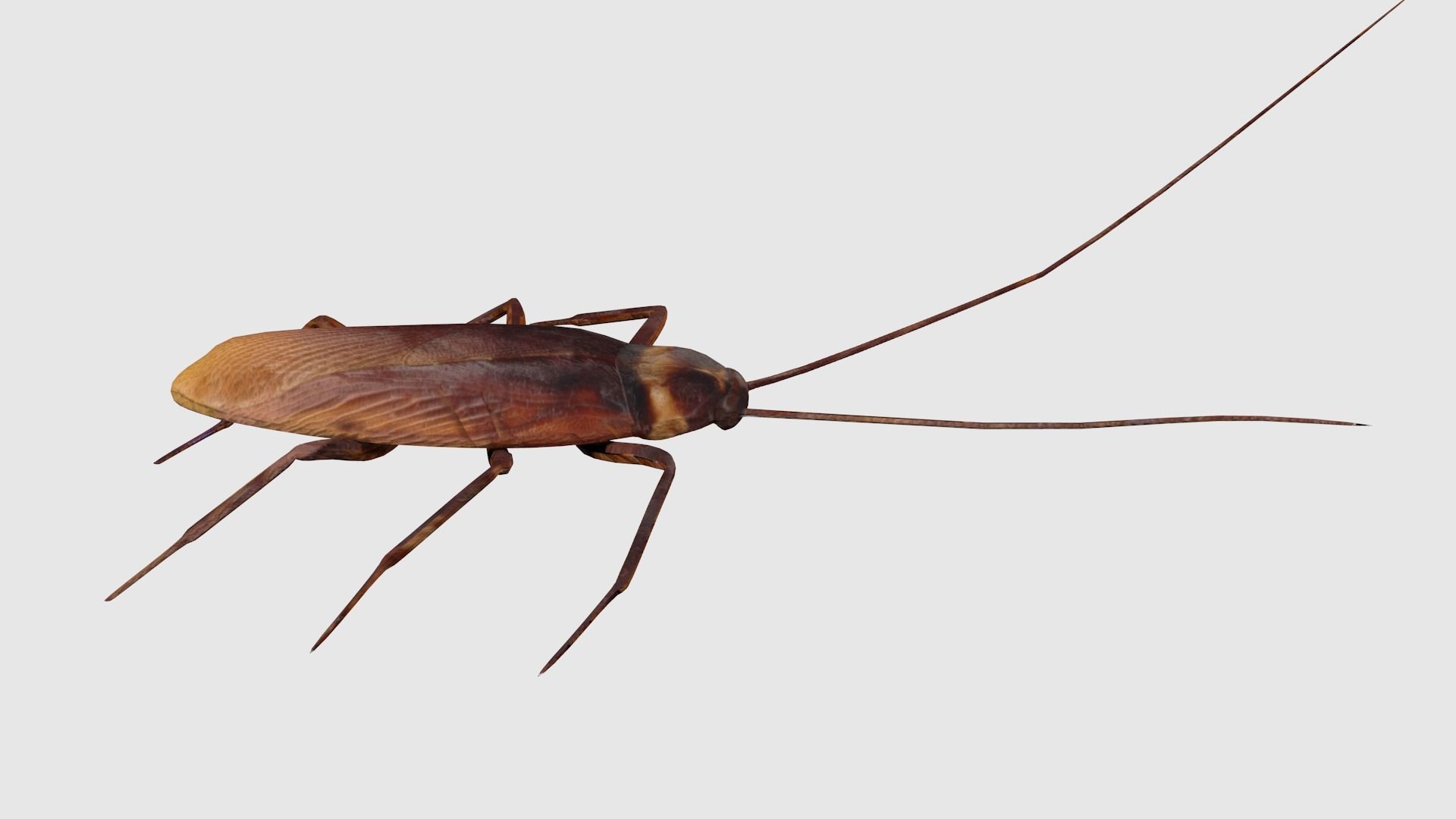 Cockroaches Animated Rigged Low-poly 3D model_1