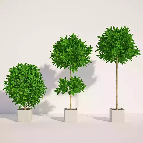 Laurus 1 plant in pot