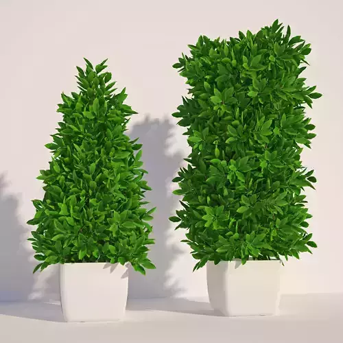 Laurus 2 two potted plants - two potted plants