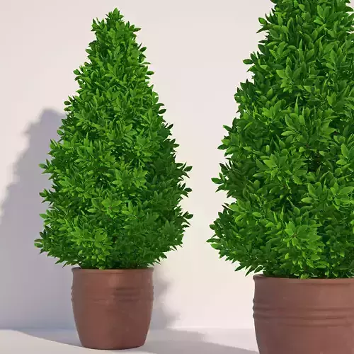 Laurus 3 tree in pot