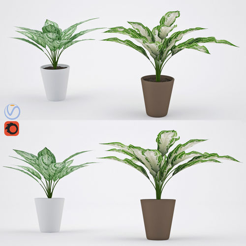 Aglaonema plant in pot 3D model