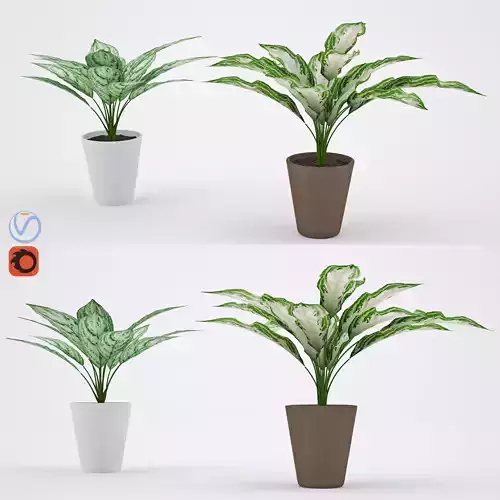 Aglaonema plant in pot