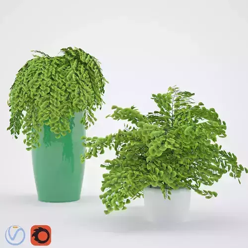 Adiantum fern plant