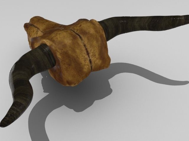 Cow Skull Low-poly 3D model_3