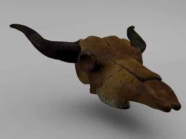 Cow Skull Low-poly 3D model_0