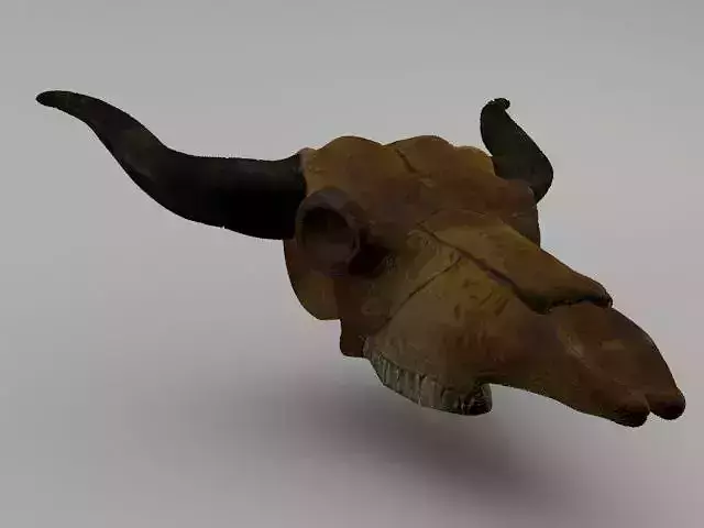 Cow Skull
